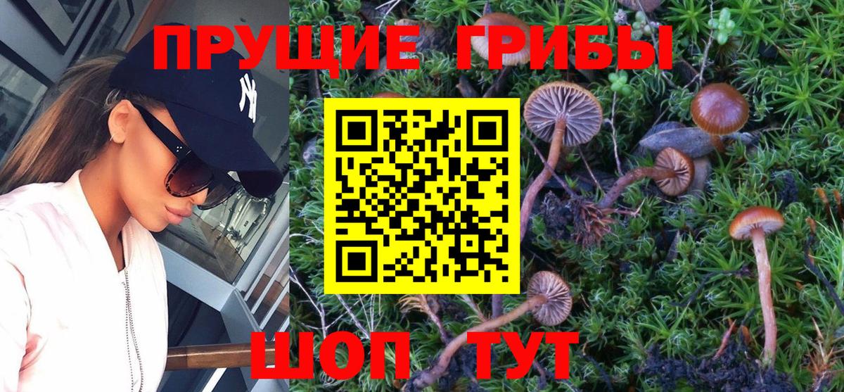 Псилоцибиновые грибы мицелий  Вход с VPN  Ипатово  Псилоцибиновые грибы прущие грибы 